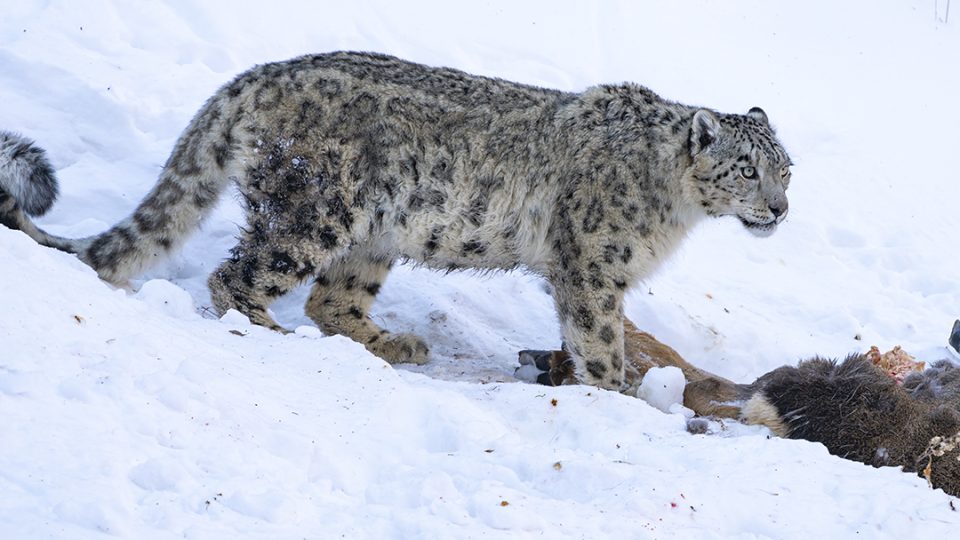 «Призрак гор» и толпы людей: фото снежного барса под Алматы вызвало волну хейта